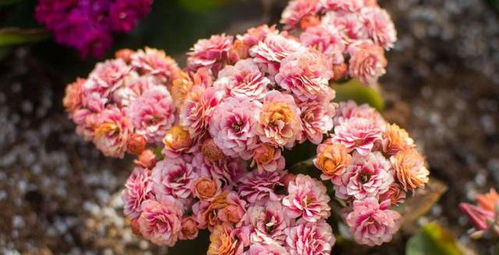 花花藤根的美丽风景