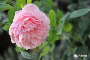 如何从30个浓香月季品种中挑选一棵，让满院飘香成为现实？