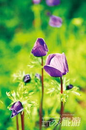 草莓苗的白粉病困扰