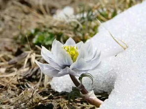 雪莲花价格几何？品质不同