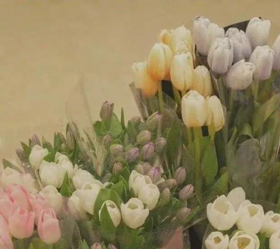 无瓣海桑：孟加拉国的绿色礼物