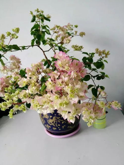 盆栽三角梅如何养护才能使其花开繁茂
