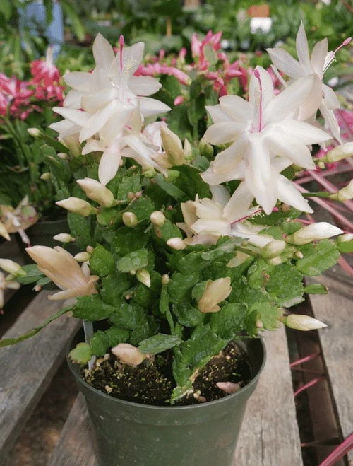 蟹爪兰开花后如何修剪促其再开花？