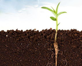 别急着扔发黄的种子袋！白术种子寿命关键堪保存姿势：