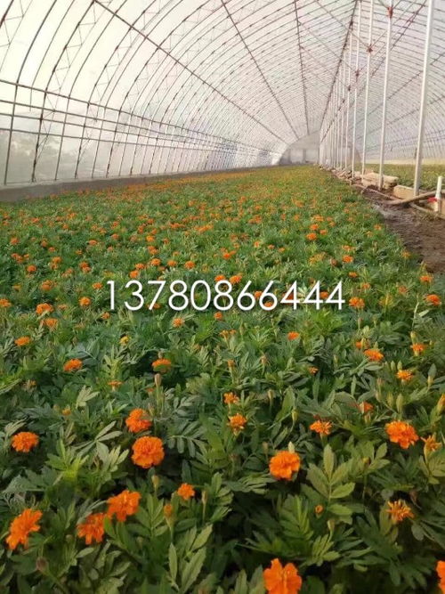 河北基地的对比实验：宿根栽培省下313元/亩