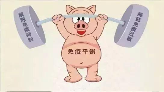 优化猪舍环境，提升猪群生产效能