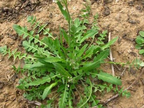 六、 防治杂草，效果显著