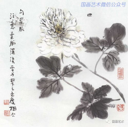 牡丹叶脉清晰，你知道它为何如此独特吗