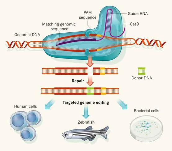 CRISPR/Cas9技术在猪细胞系基因编辑中取得了哪些突破性进展？