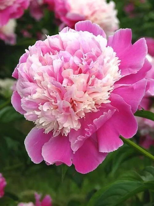 牡丹花开，花语尽现——尽享花开之美