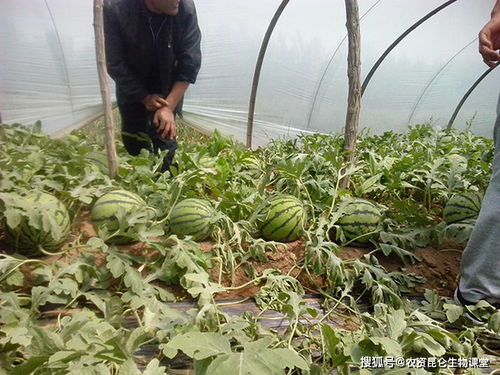 如何根据西瓜生长阶段选择最合适的肥料