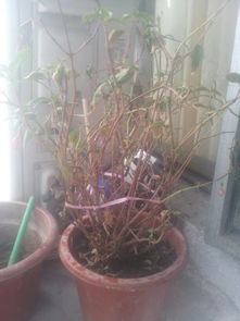 吊钟海棠枯萎了如何挽救