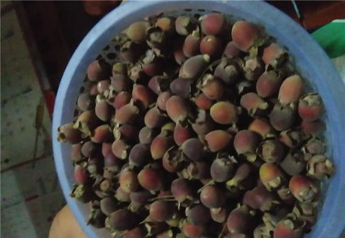 种子寿命，你知道吗？