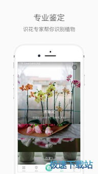 形色识别花草植物：自然认知的神秘钥匙