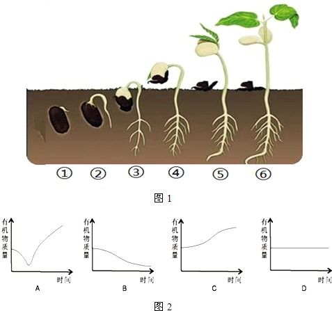“从种子到植物过程中，哪些关键因素会影响种子萌发速度和成功率