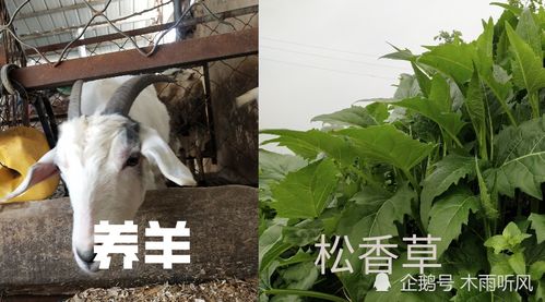 墨西哥玉米草：一年生的优质牧草