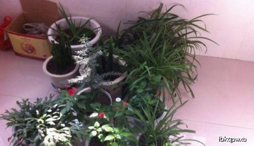 松叶是个宝，开花少不了