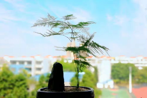 文竹室内怎么养殖？光照和浇水要注意什么