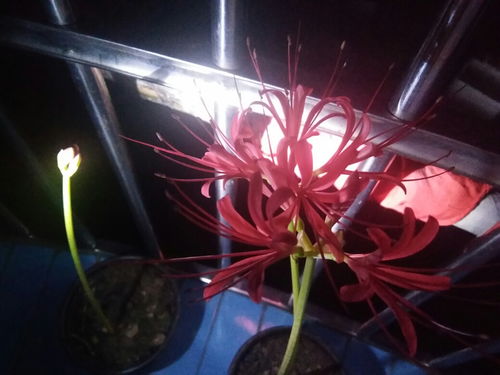 彼岸花，为何绽放如此炽热之红