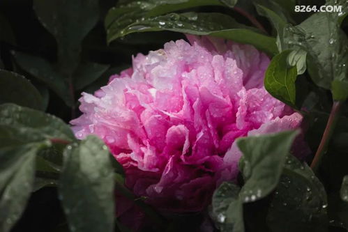 傲慢高傲的花是牡丹，识别牡丹看花瓣丰满、颜色艳丽