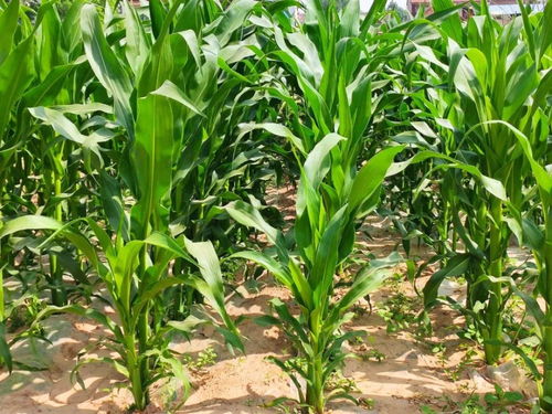 草甘膦使用小技巧：提高效果的小秘密