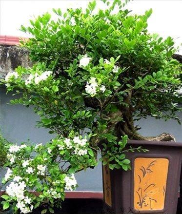 福建露台养花全过程需要注意的细节