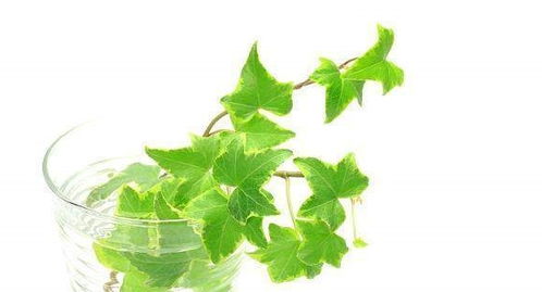 芦荟：独特造型，净化空气