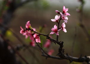 古人的赏花时光
