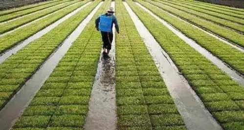 种植户实测：改良效果堪得见