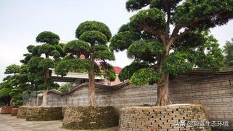 罗汉松种植时土壤配比和种植方法是怎样的