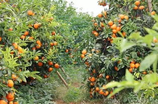 樱花盛开沃柑熟