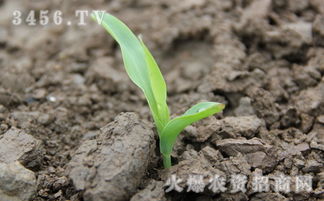 粘玉米种植技术6要素：选种、整地、播种、施肥、灌溉、病虫害防治