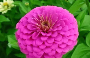 紫丁香和金盏菊的种植技巧