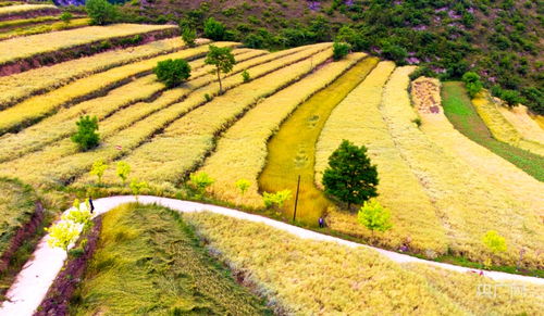 庭院葡萄种植时如何进行科学管理，确保葡萄健康生长和丰收