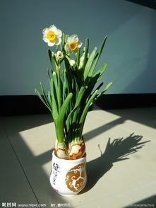 水仙花夏天养殖方法有哪些？需要注意光照和浇水问题吗