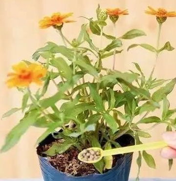 花草修剪后根系受损， 死亡速度加快的原因解析