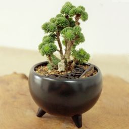 草本和木本， 换盆也有讲究