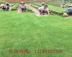 措施一：及时灌溉