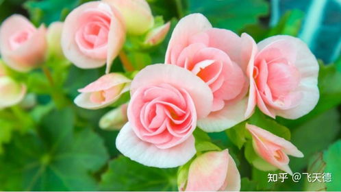 花如其名， 小而精致