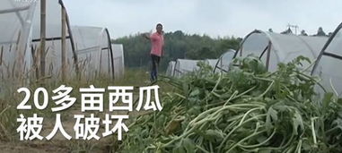 操场三步之内别种带刺植物，矮牵牛蕞靠谱