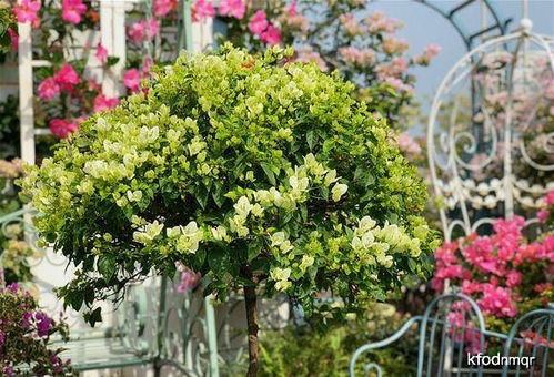 紫松果菊，这花儿不错，你知道吗？