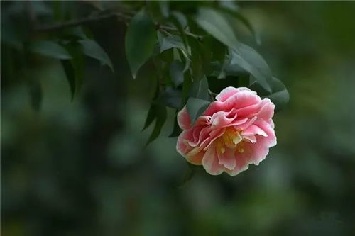 茶花寓意吉祥，象征风水中的和谐与繁荣