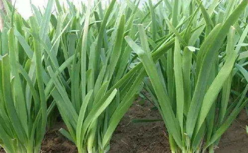 你对石菖蒲花还有哪些好奇？欢迎在评论区分享你的使用经验~