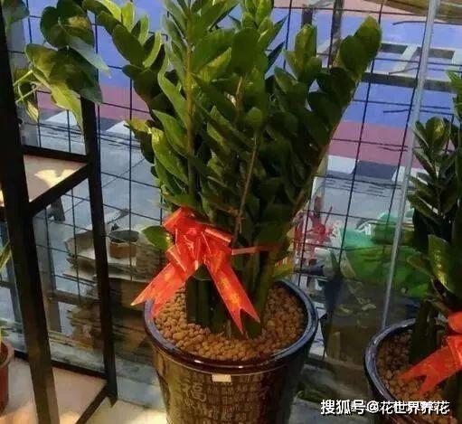 南阳台的阳光植物乐园