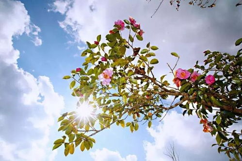 开花的具体时间