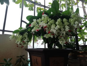 白牡丹肉肉植物怎么养？如何让它们在室内茁壮成长
