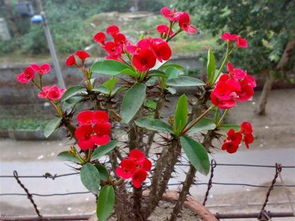 刺梅花有毒吗？养殖刺梅花需要注意哪些事项