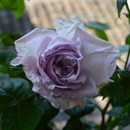 蓝色天空月季的花期有多久？