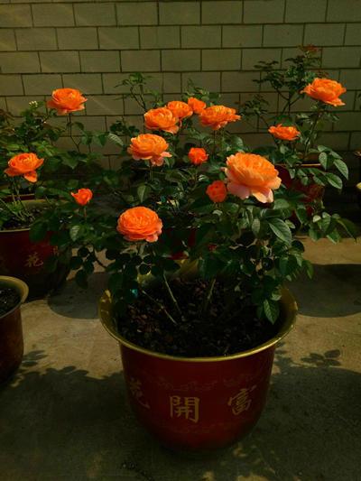 月季的美丽与养殖小窍门