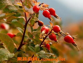 3. 调节免疫系统功嫩